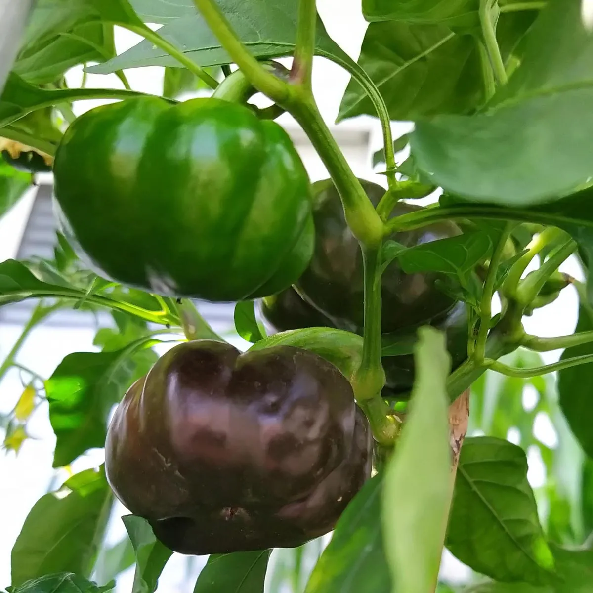 Tomaten-Paprika 'Topepo Rosso' (Capsicum annuum) Samen