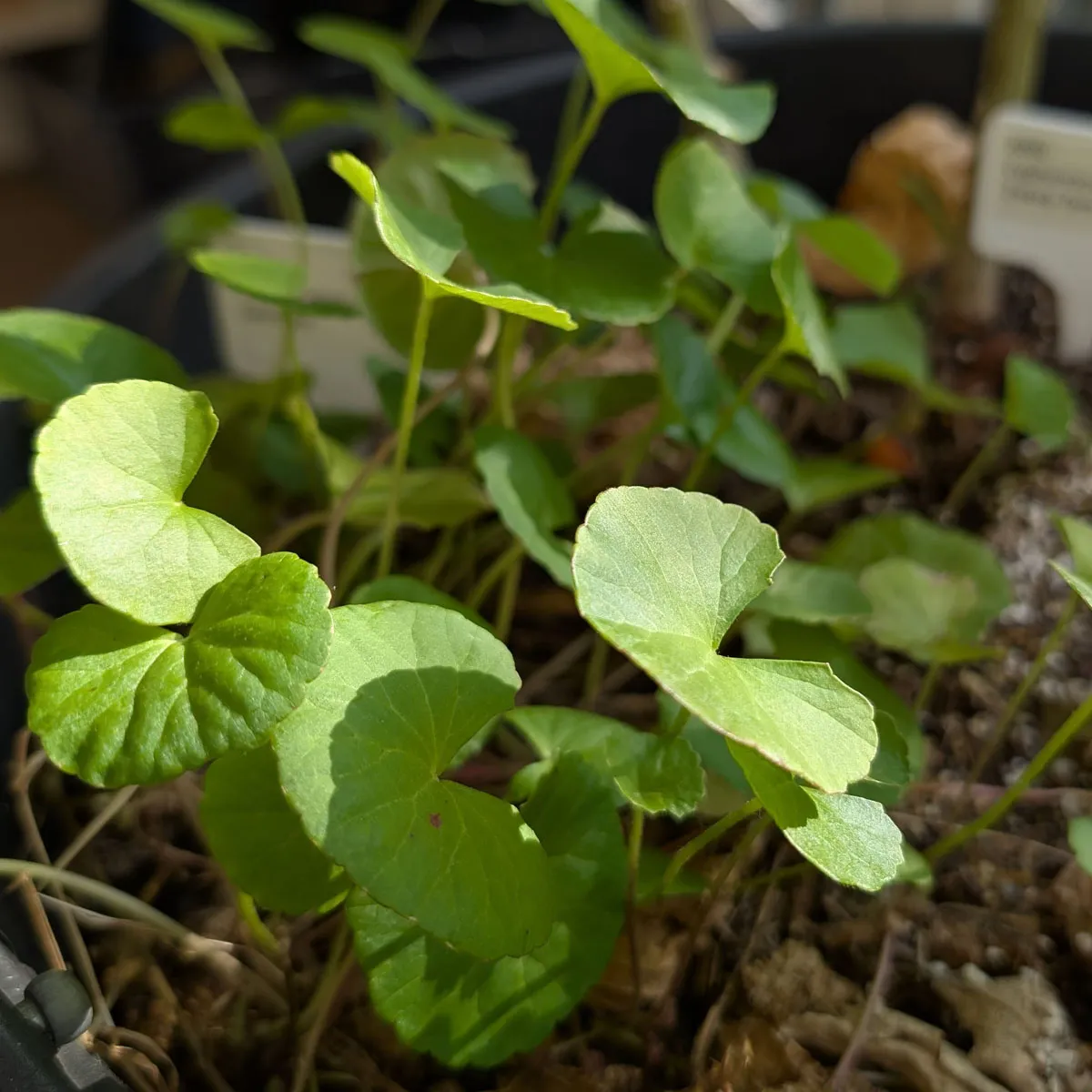 Gotu Kola (Centella asiatica) Samen