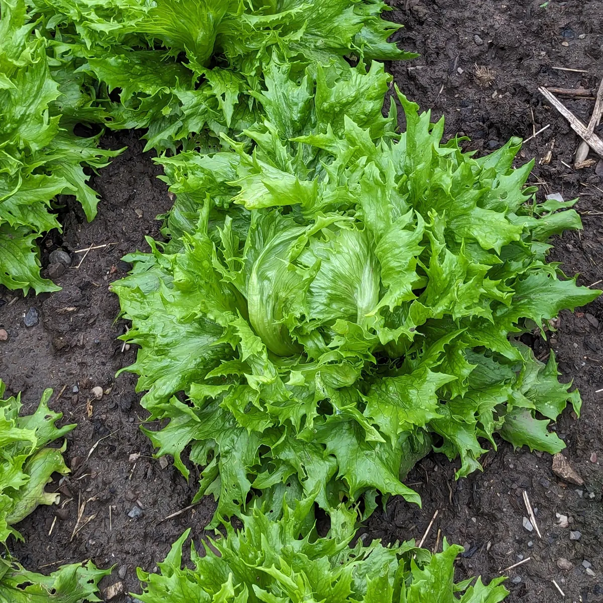 Eisbergsalat 'Reine de Glaces' (Lactuca sativa) Samen
