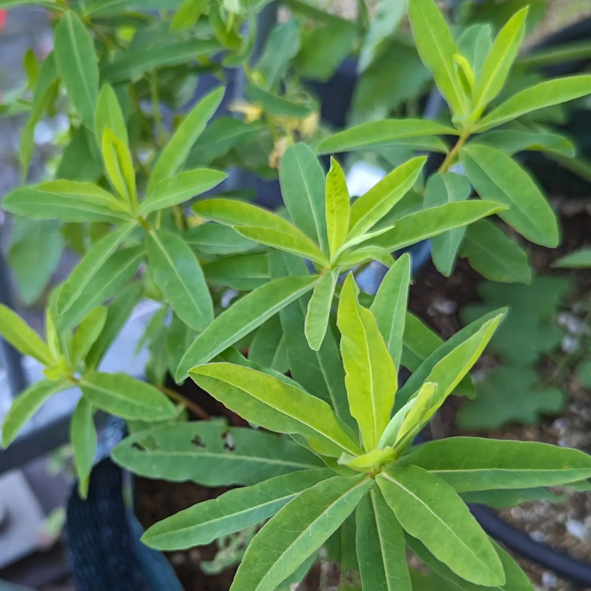 Gold-Wolfsmilch (Euphorbia epithymoides syn. polychroma) Samen