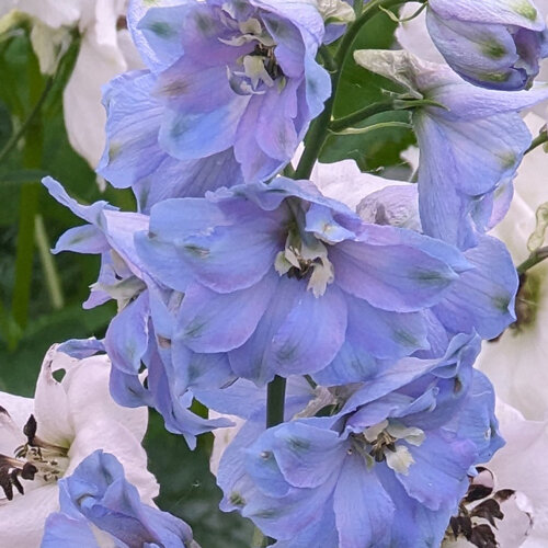 Hoher Rittersporn (Delphinium cultorum) mit hellblauen Blüten