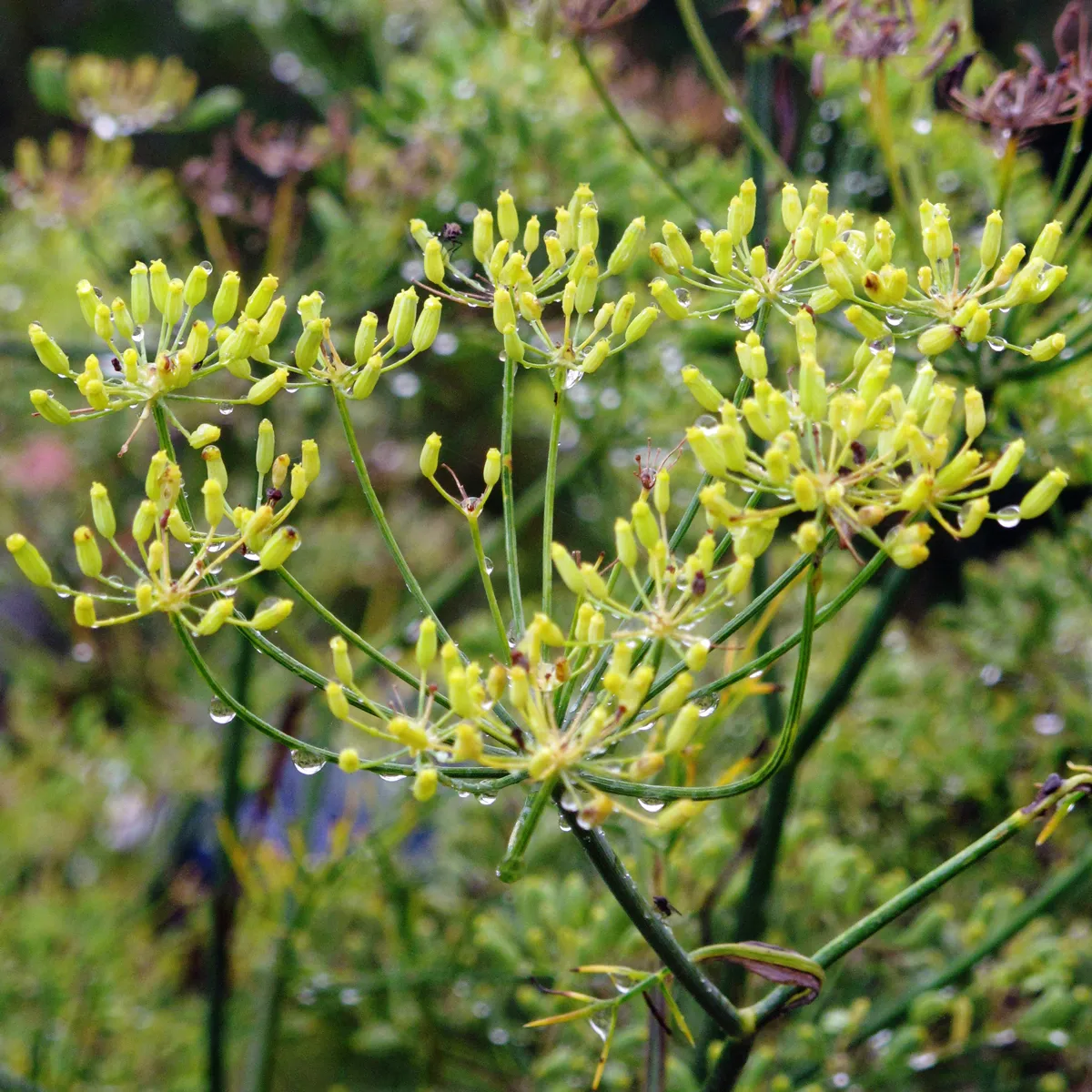Sommerblumen in Grün (diverse Arten & Sorten) Saatgutmix