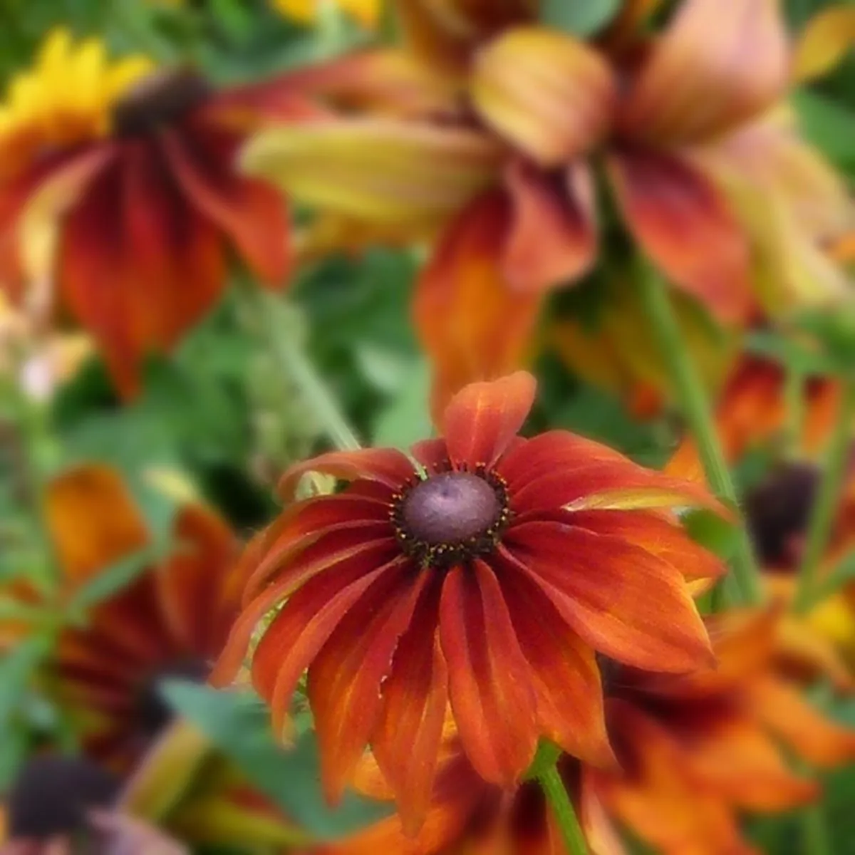 Sonnenhut 'Chocolate Orange' (Rudbeckia hirta) Bio Saatgut