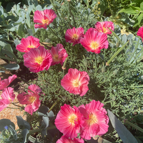Kalifornischer Goldmohn 'Rose Chiffon' (Eschscholzia californica) mit rosa Blüten