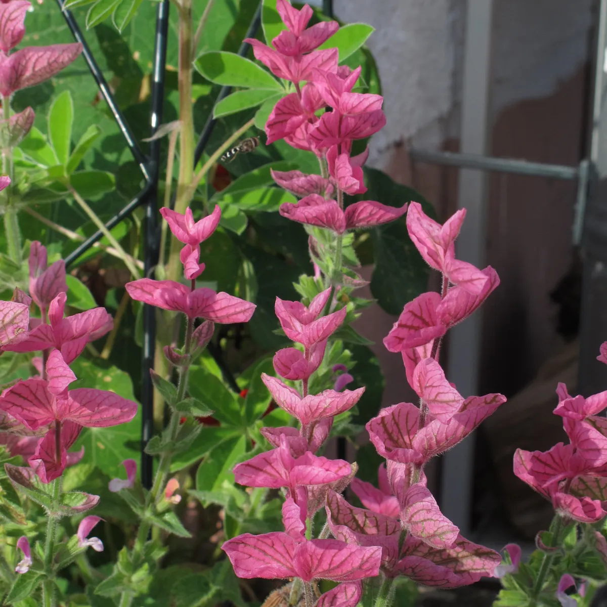 Schopfsalbei / Buntschopfsalbei (Salvia viridis) Samen