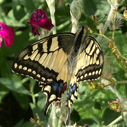 Schwalbenschwanz saugt Nektar an einer Blüte, daneben pinkfarbene Blüten