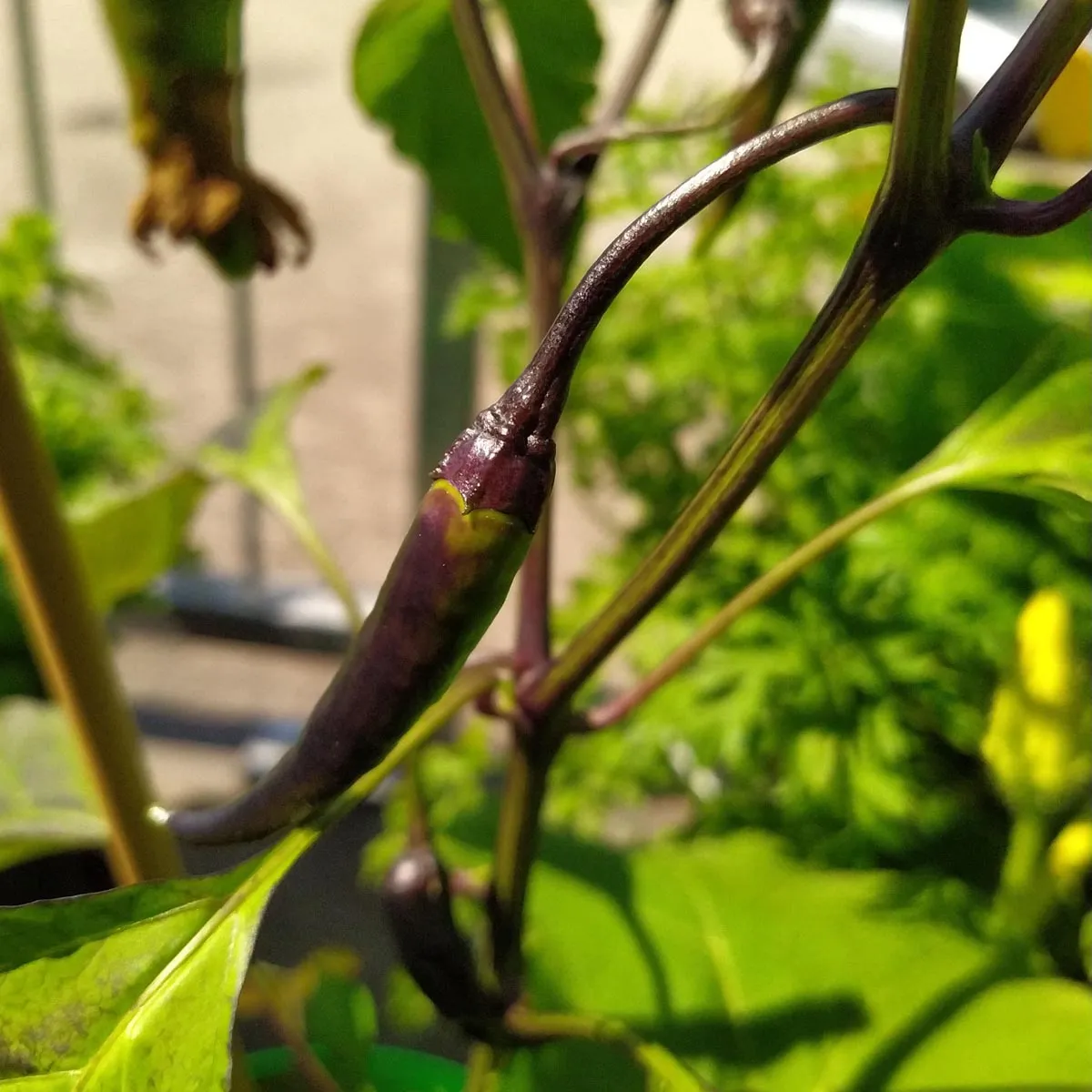 Chili 'Pasilla Bajo' (Capsicum annuum) Samen