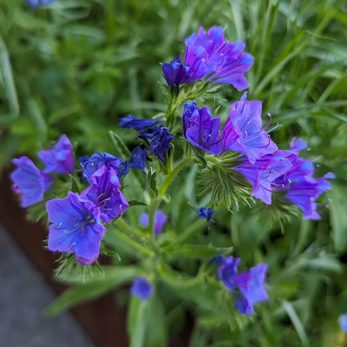 Sommerblumen in Blau (diverse Arten & Sorten) Saatgutmix