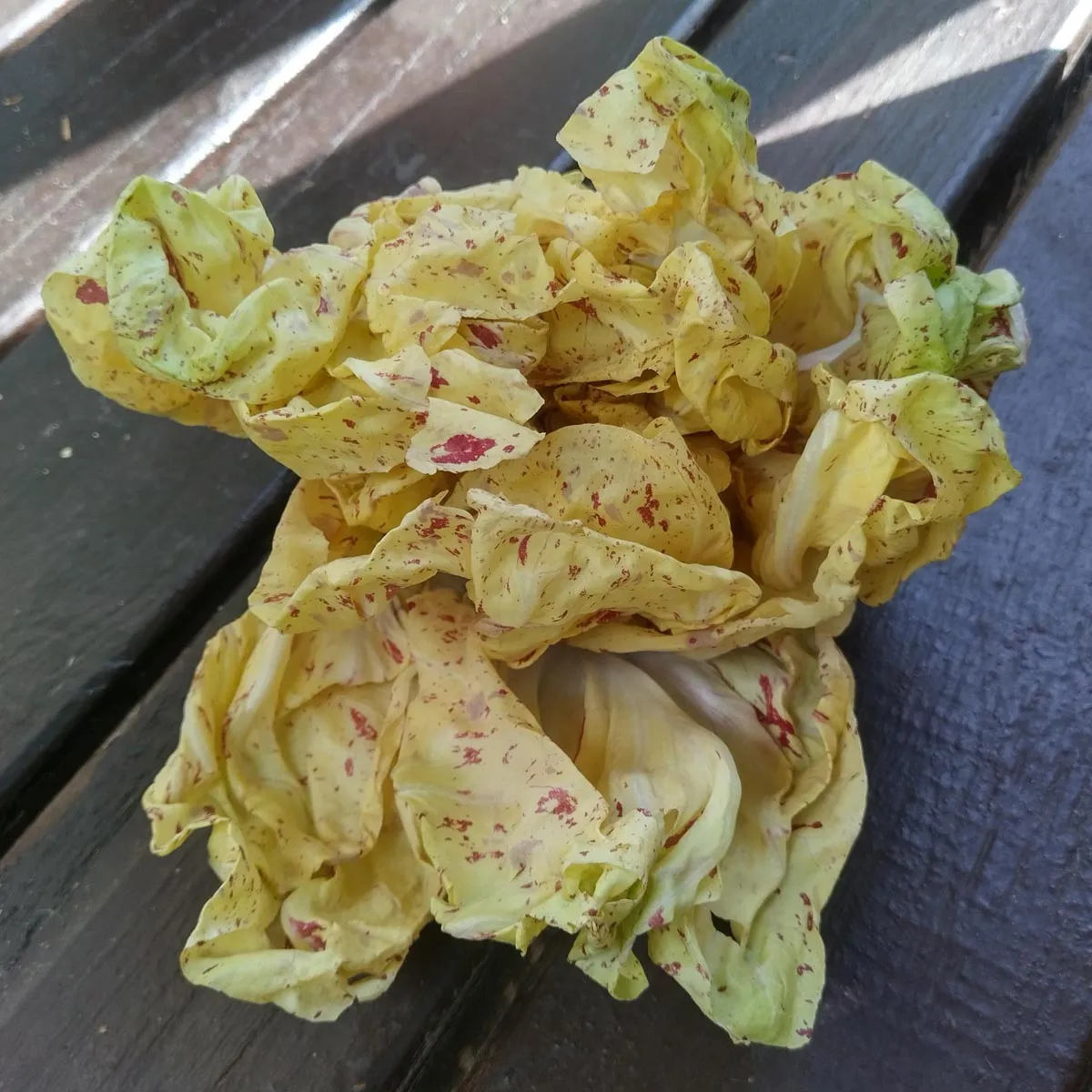 Orchideensalat / Radicchio 'Variegata di Castelfranco' (Cichorium intybus var. foliosum) Samen