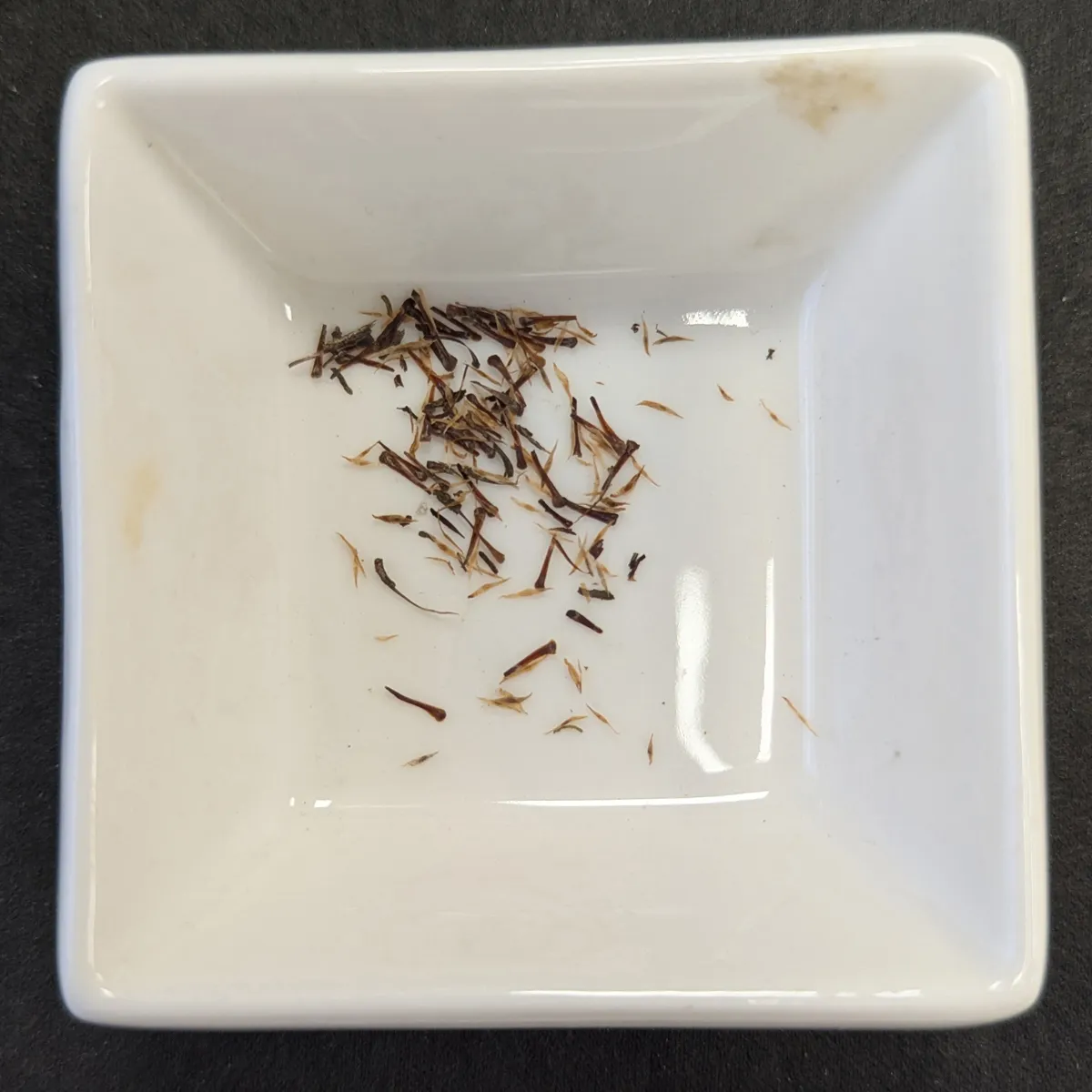 Kratom (Mitragyna speciosa) Samen