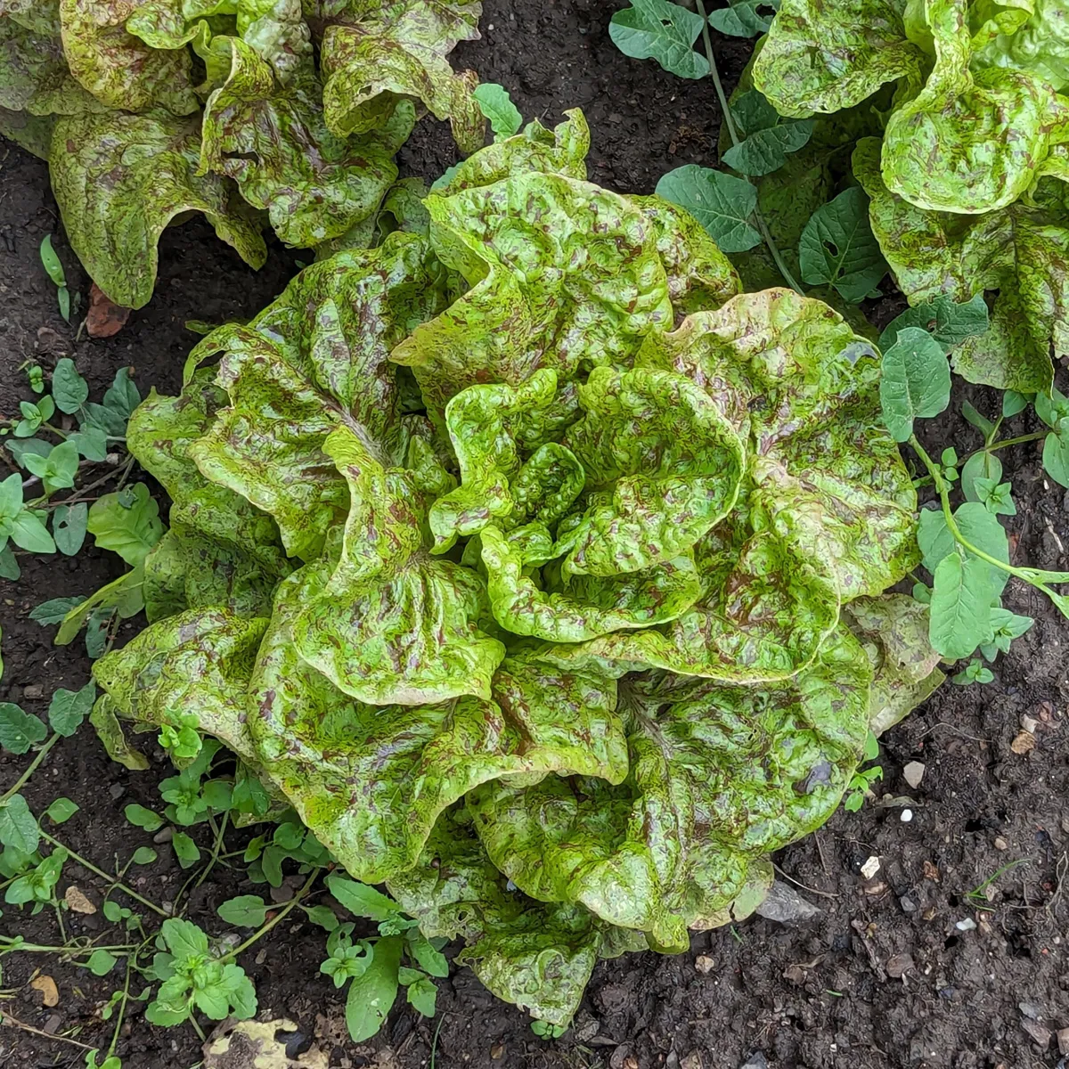 Romanasalat 'Forellenschluss' (Lactuca sativa) Bio Saatgut