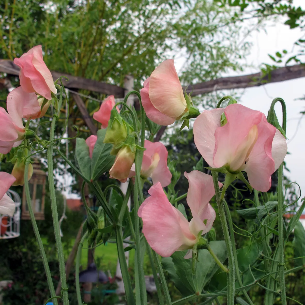 Zartrosa Duftwicke 'Mollie Rilstone' (Lathyrus odoratus) Samen