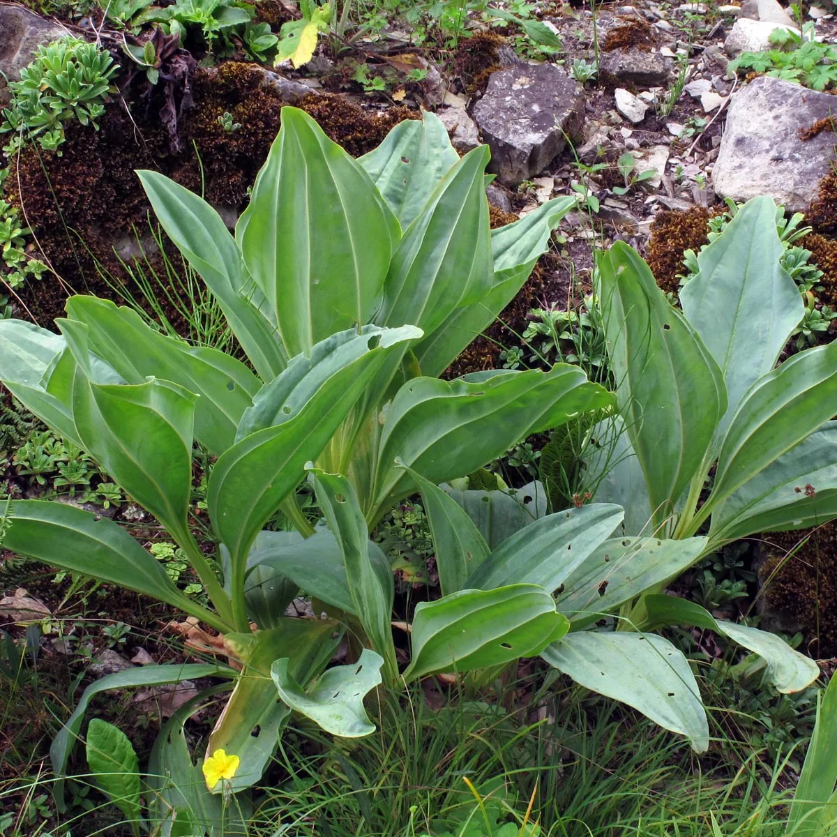 Gelber Enzian (Gentiana lutea) Bio Saatgut