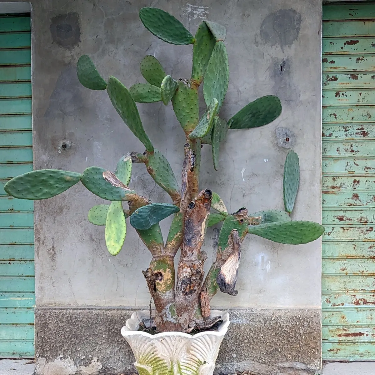 Echter Feigenkaktus (Opuntia ficus-indica) Samen