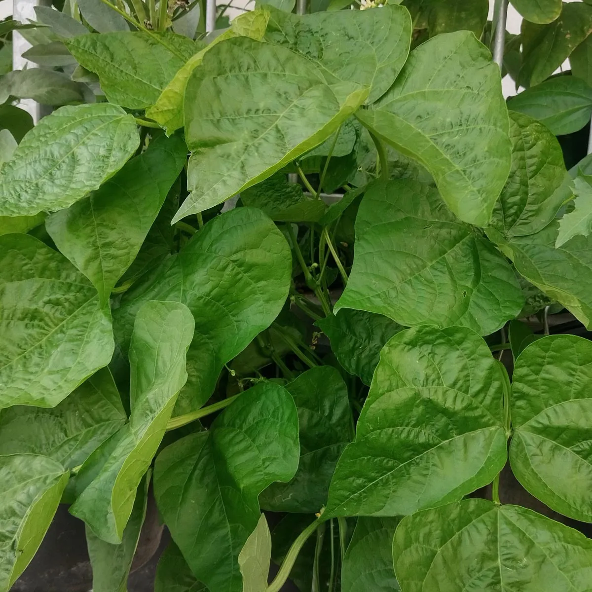 Buschbohne 'Pfälzer Juni' (Phaseolus vulgaris) Samen