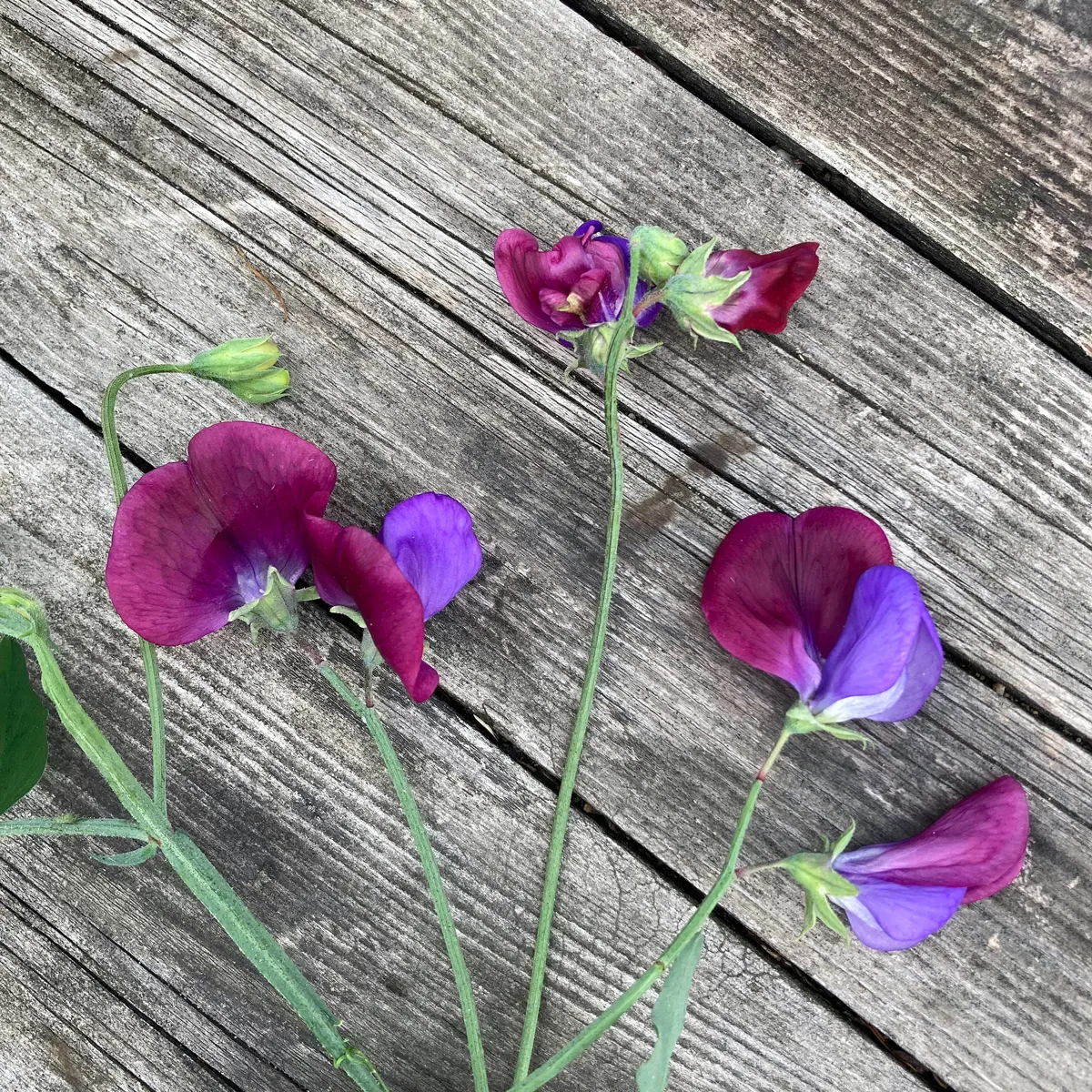 Zweifarbige Duftwicke 'Matucana' (Lathyrus odoratus) Samen