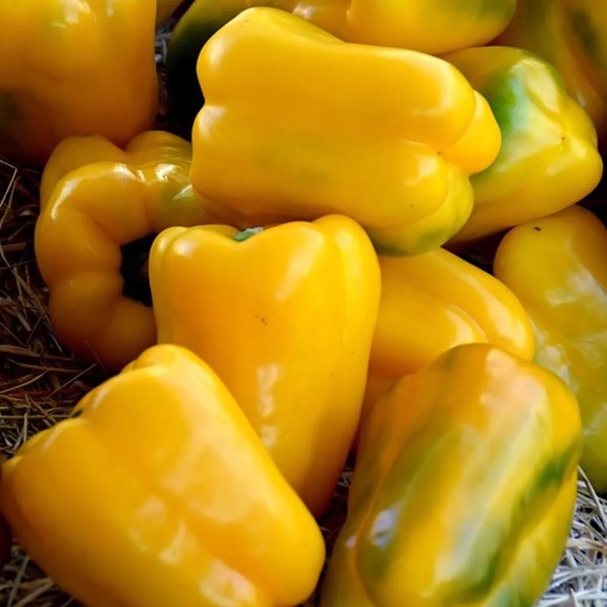 Gelbe Paprika 'Quadrato D'asti Giallo' (Capsicum annuum) Samen