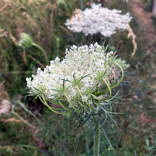 Wilde Möhre (Daucus carota) mit weißer, filigraner Doldenblüte