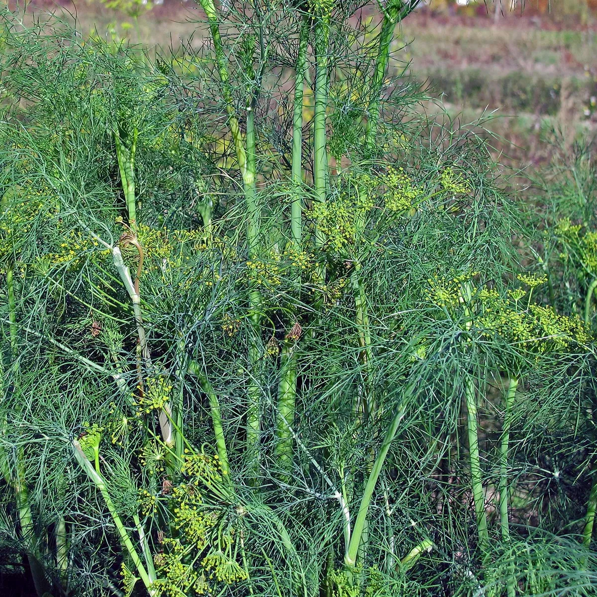 Dill 'Gewöhnlicher' (Anethum graveolens) Samen