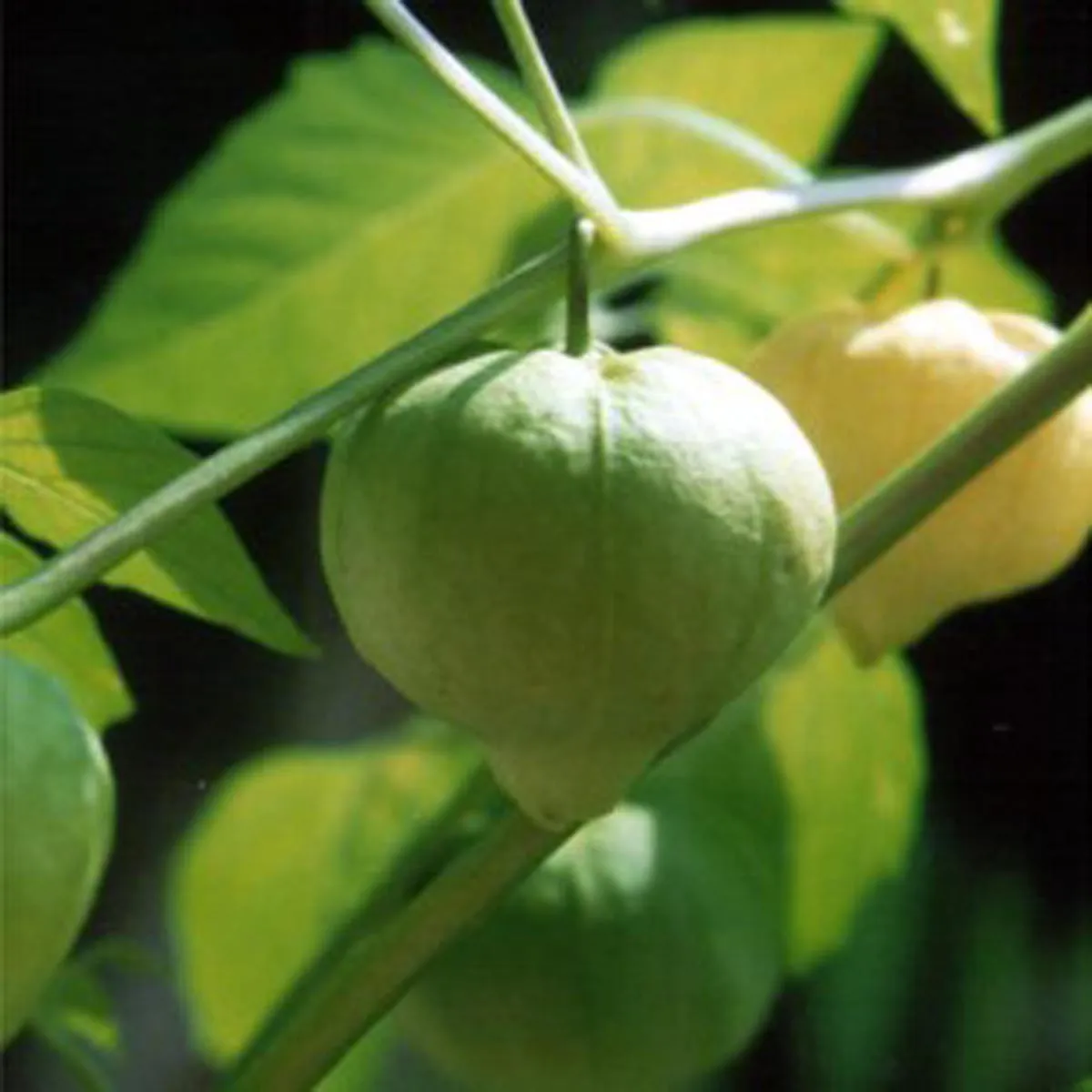Tomatillo 'Rendidora' (Physalis ixocarpa) Samen