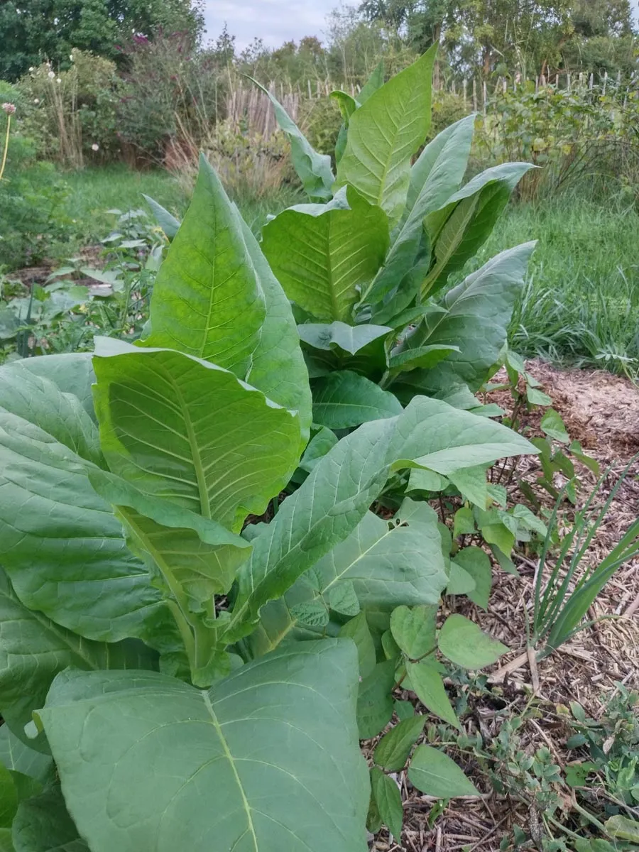 Tabak 'Badischer Geudertheimer' (Nicotiana tabacum) Samen