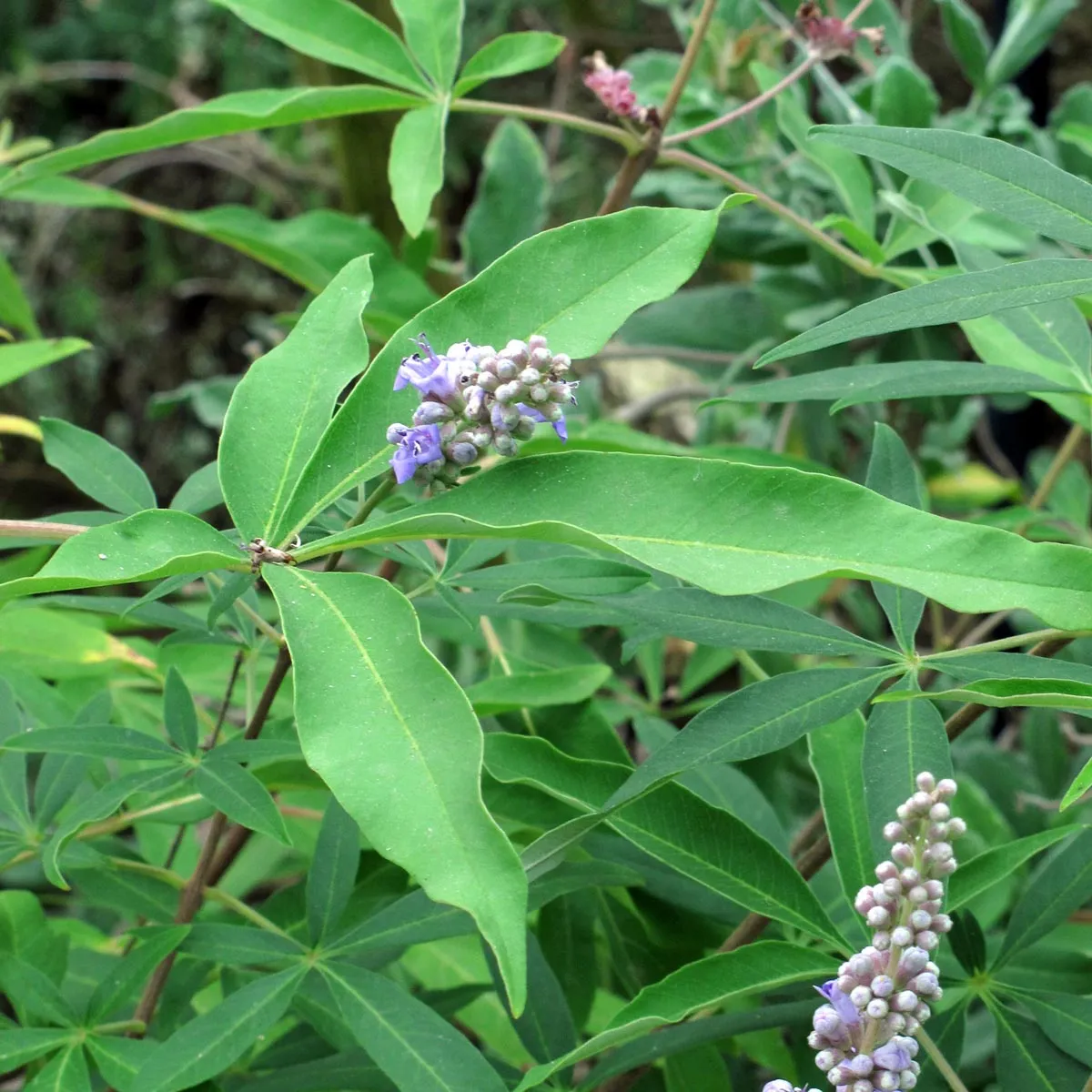 Mönchspfeffer (Vitex agnus-castus) Bio Saatgut