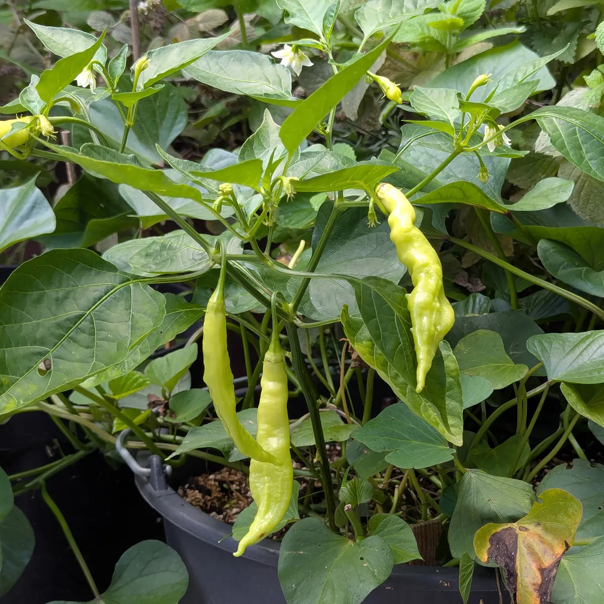 Chili 'Sugar Rush Peach Stripey' (Capsicum baccatum) Samen