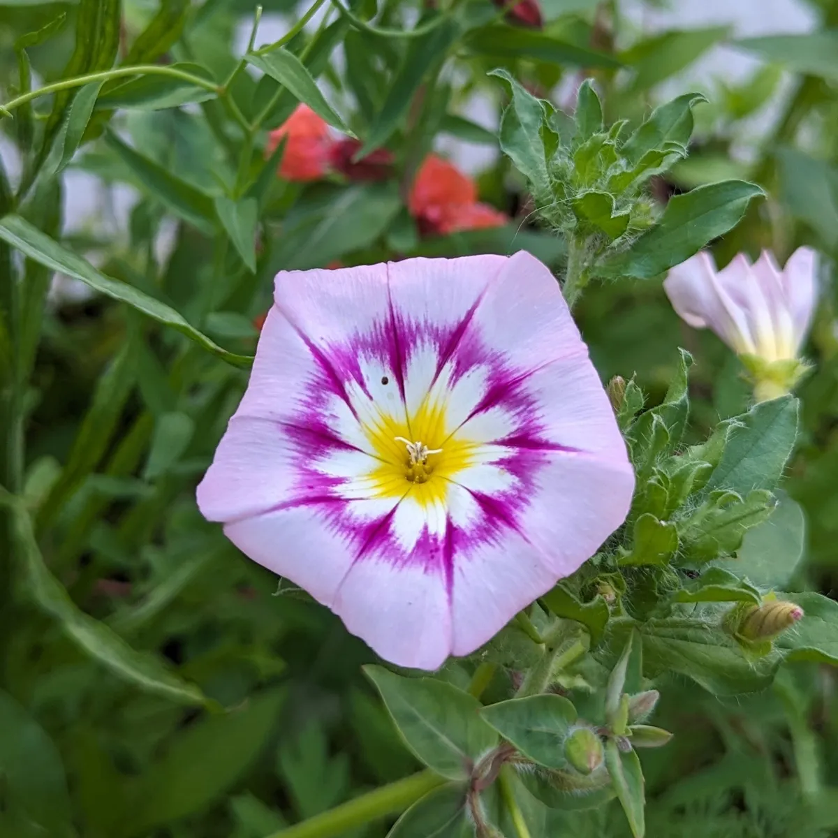 Sommerblumen in Rot (diverse Arten & Sorten) Saatgutmix