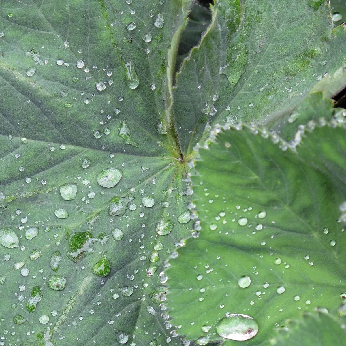 Gelbgrüner Frauenmantel (Alchemilla xanthochlora) Saatgut