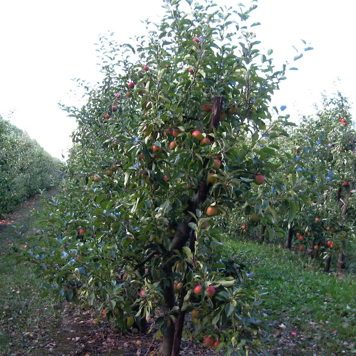 Kulturapfel 'Bittenfelder Sämling' (Malus domestica) Samen