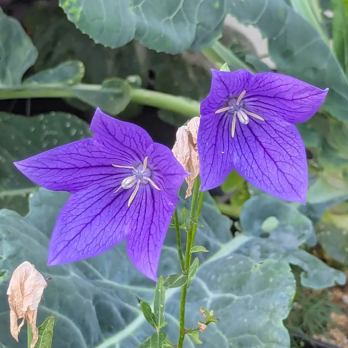 Ballonblume 'Mariesii' (Platycodon grandiflorus) Bio Saatgut