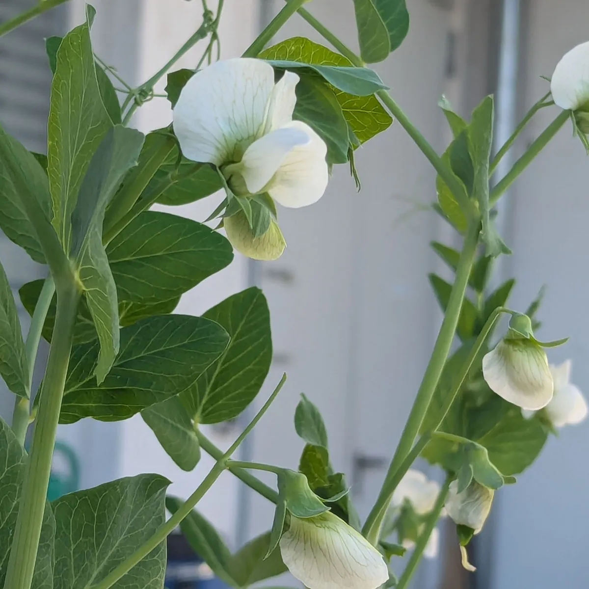 Erbse 'Corne de Belier' (Pisum sativum) Samen