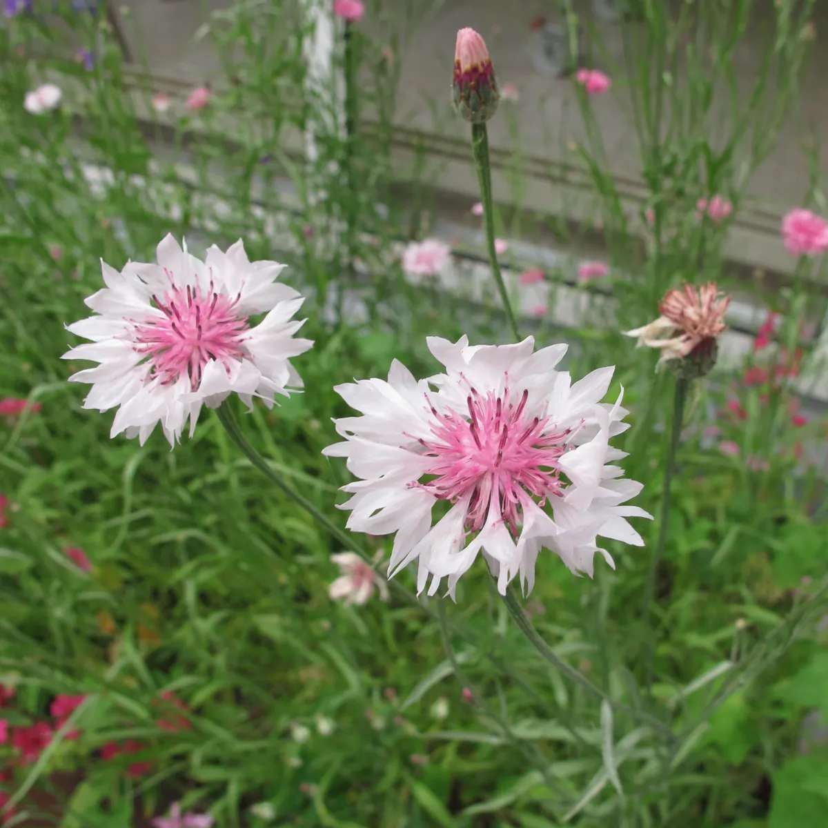 Rosa Kornblume 'Pink Ball' (Centaurea cyanus) Samen