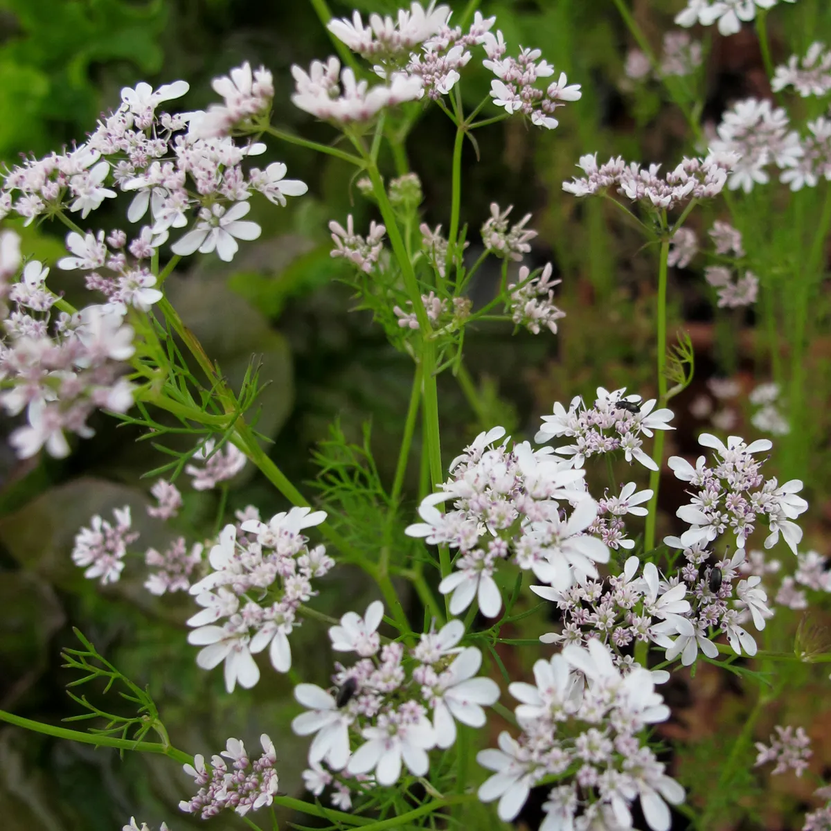 Cilantro / Blatt-Koriander 'Marino' (Coriandrum sativum) Samen