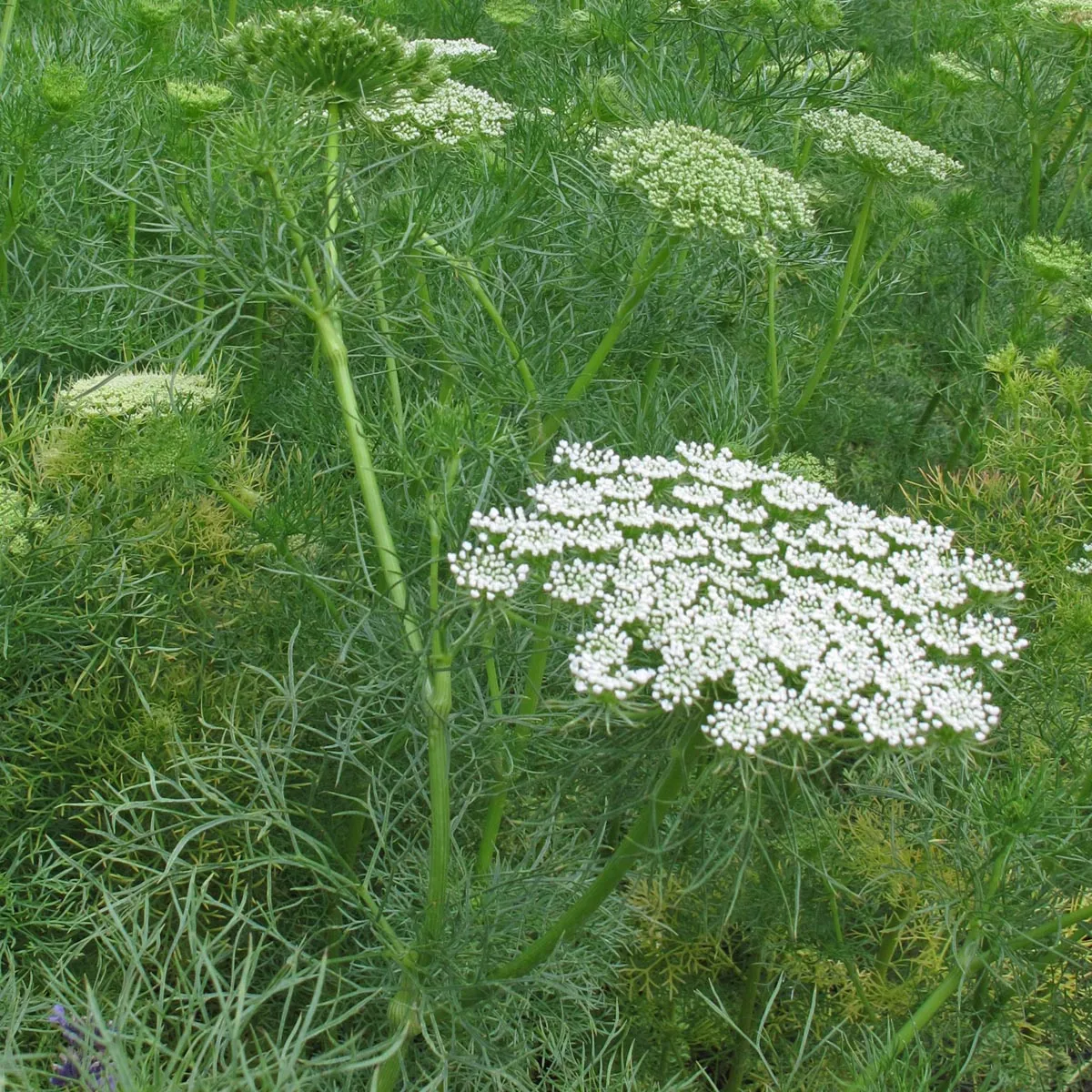Bischofskraut / Zahnstocher-Ammei (Ammi visnaga) Samen