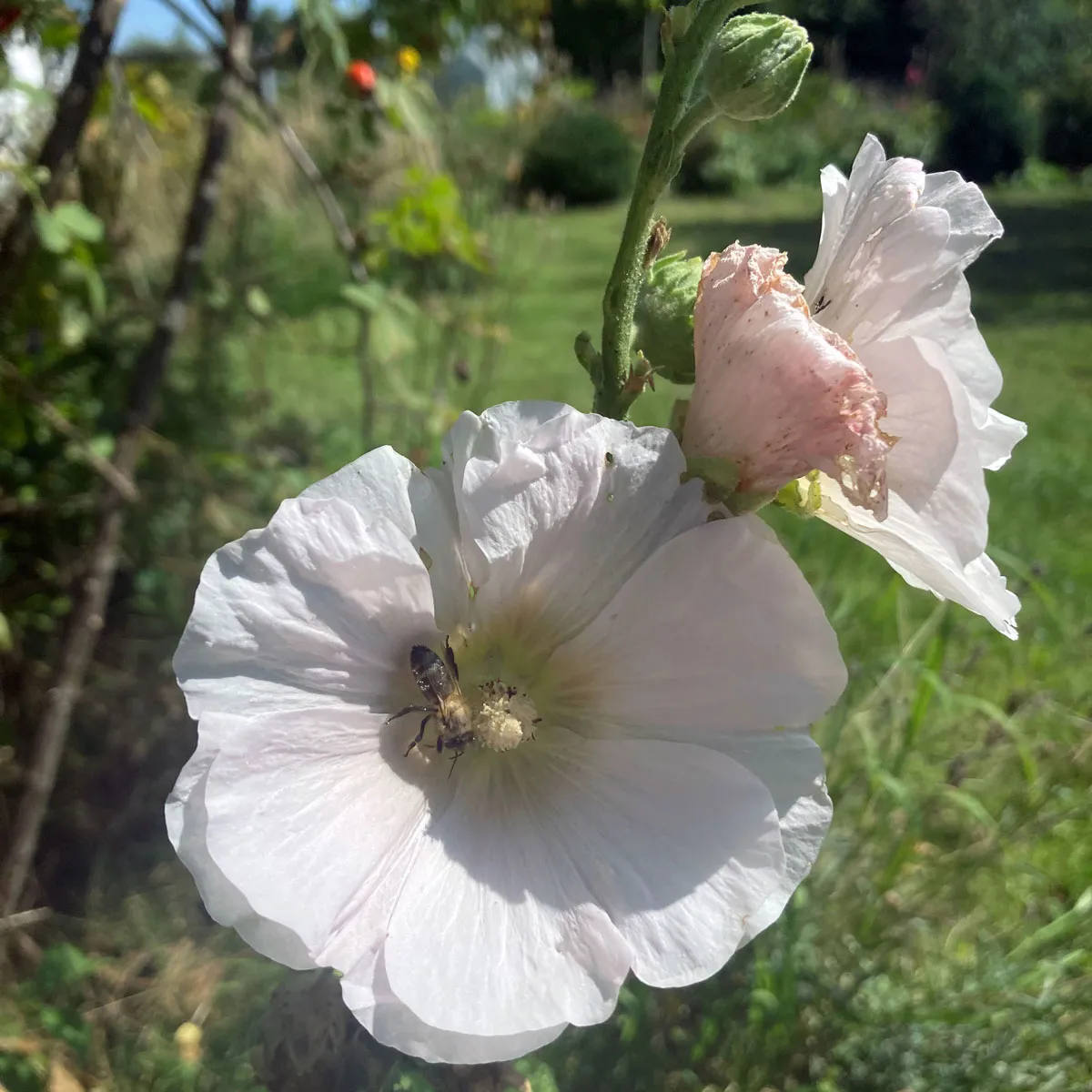 Stockrose-Mischung (Alcea rosea) Samen