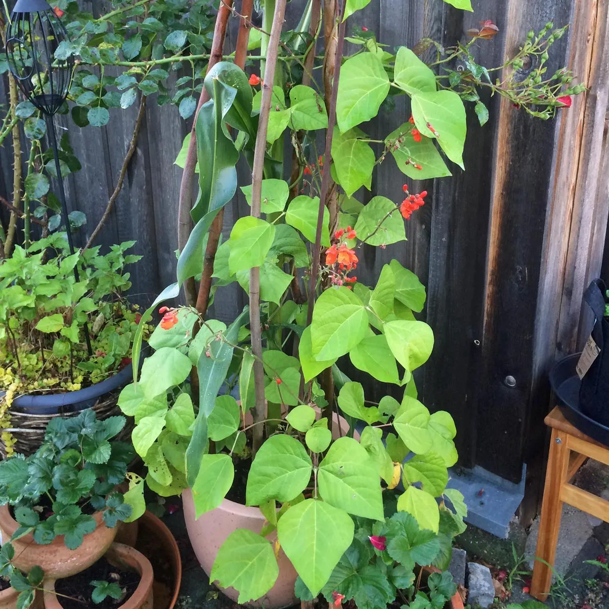 Prunkbohne / Feuerbohne 'Preisgewinner' (Phaseolus coccineus) Samen