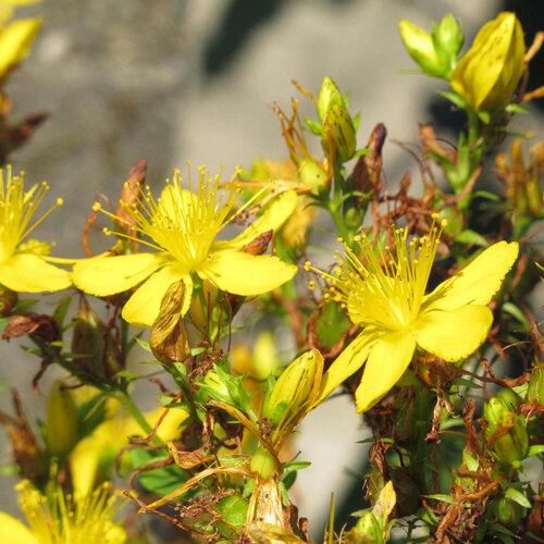 Johanniskraut (Hypericum perforatum) mit gelben Blüten und Knospen