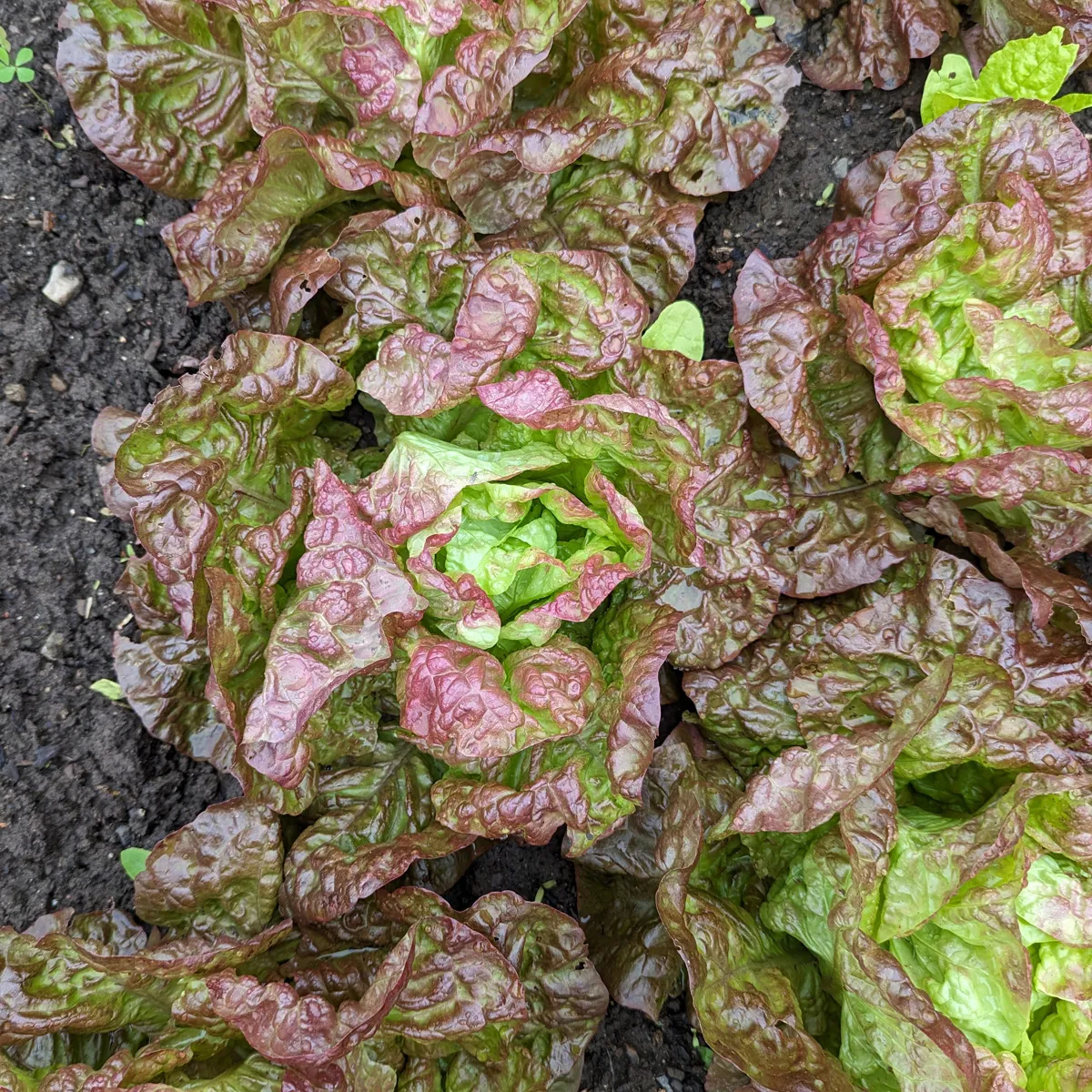 Salat 'Meraviglia delle quattro stagioni' (Lactuca sativa) Bio Saatgut