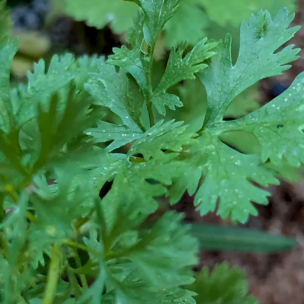 Körner-Koriander 'Jantar' (Coriandrum sativum) Samen