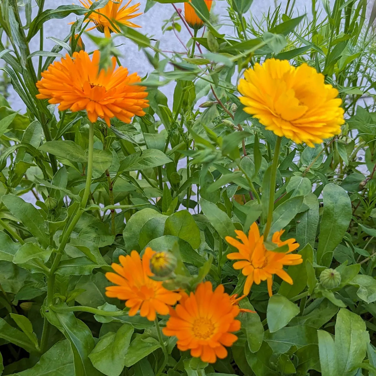 Sommerblumen in Orange (diverse Ringelblumensorten) Saatgutmix