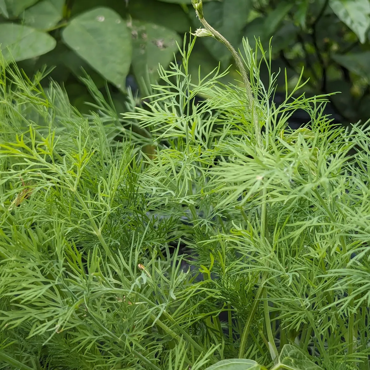 Dill 'Compact' (Anethum graveolens) Samen