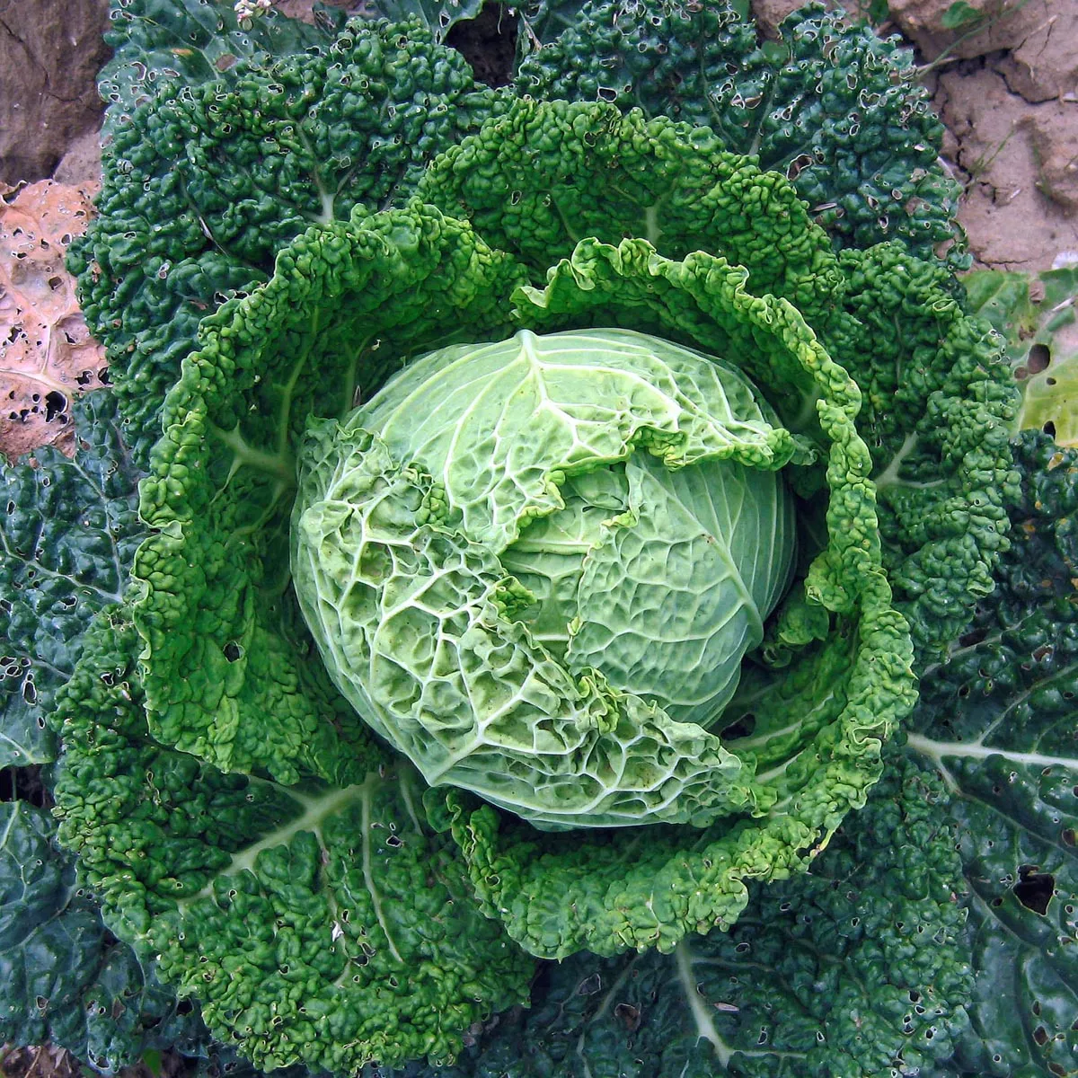 Wirsing 'Bonner Advent' (Brassica oleracea convar. capitata var. sabauda L.) Samen