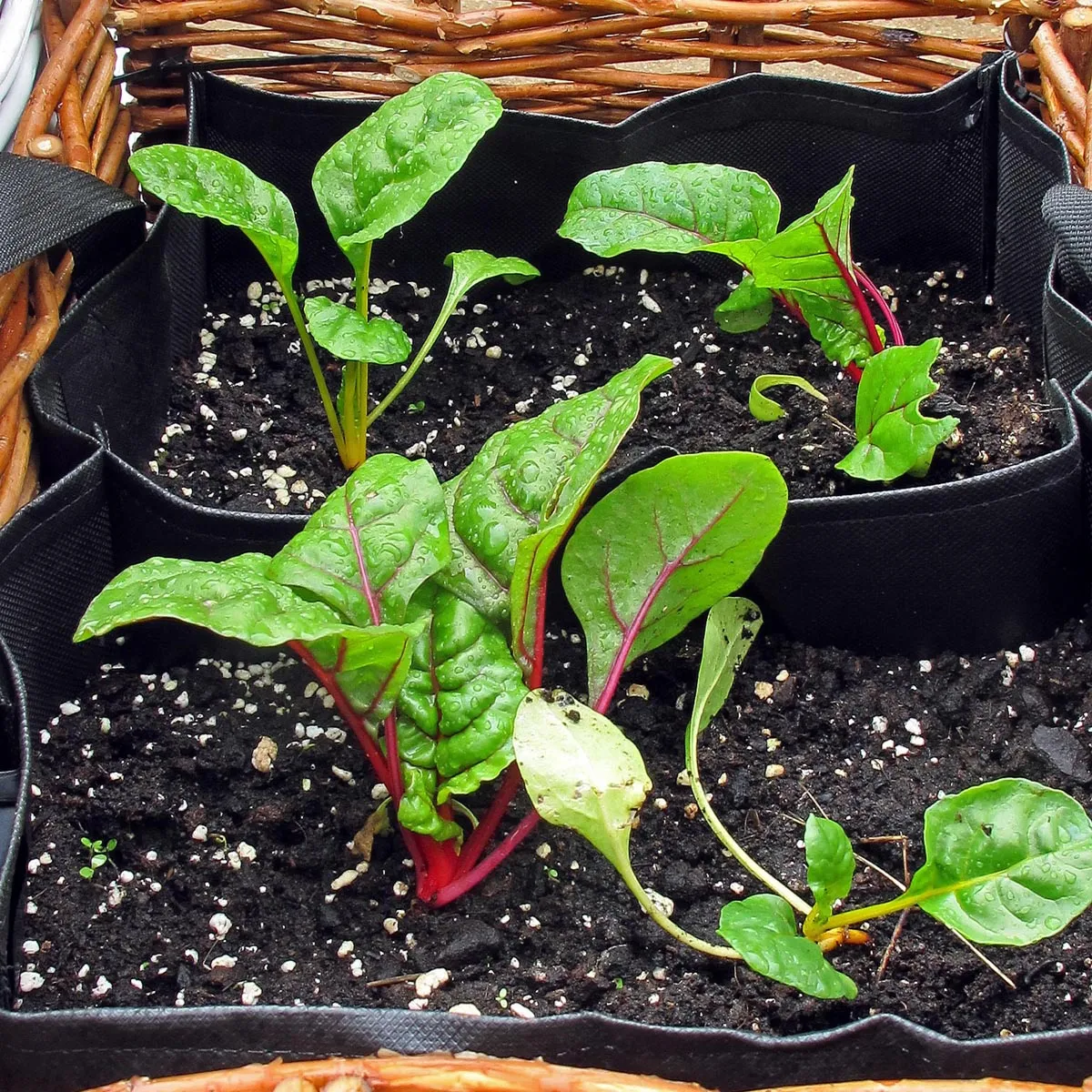 Roter Mangold 'Vulkan' (Beta vulgaris var. cicla) Samen