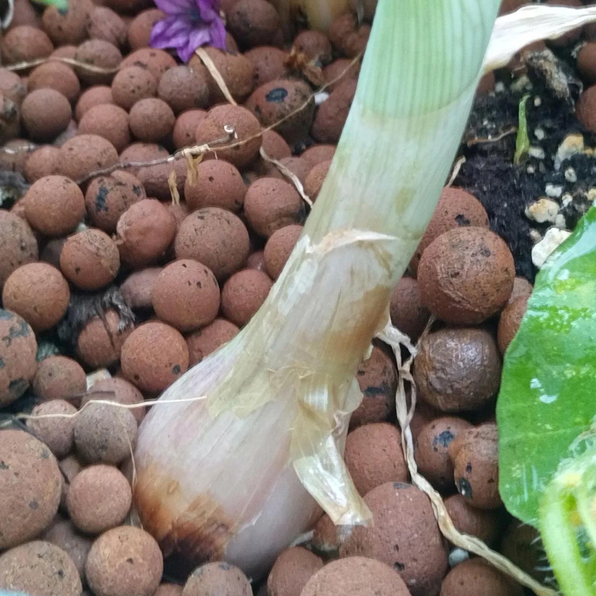 Schalotten 'Zebrune' (Allium ascalonicum) Samen
