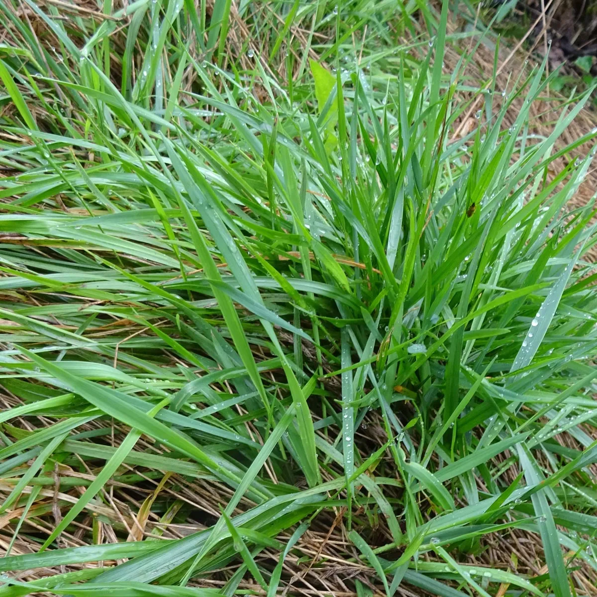 Ruchgras (Anthoxanthum odoratum) Bio Saatgut