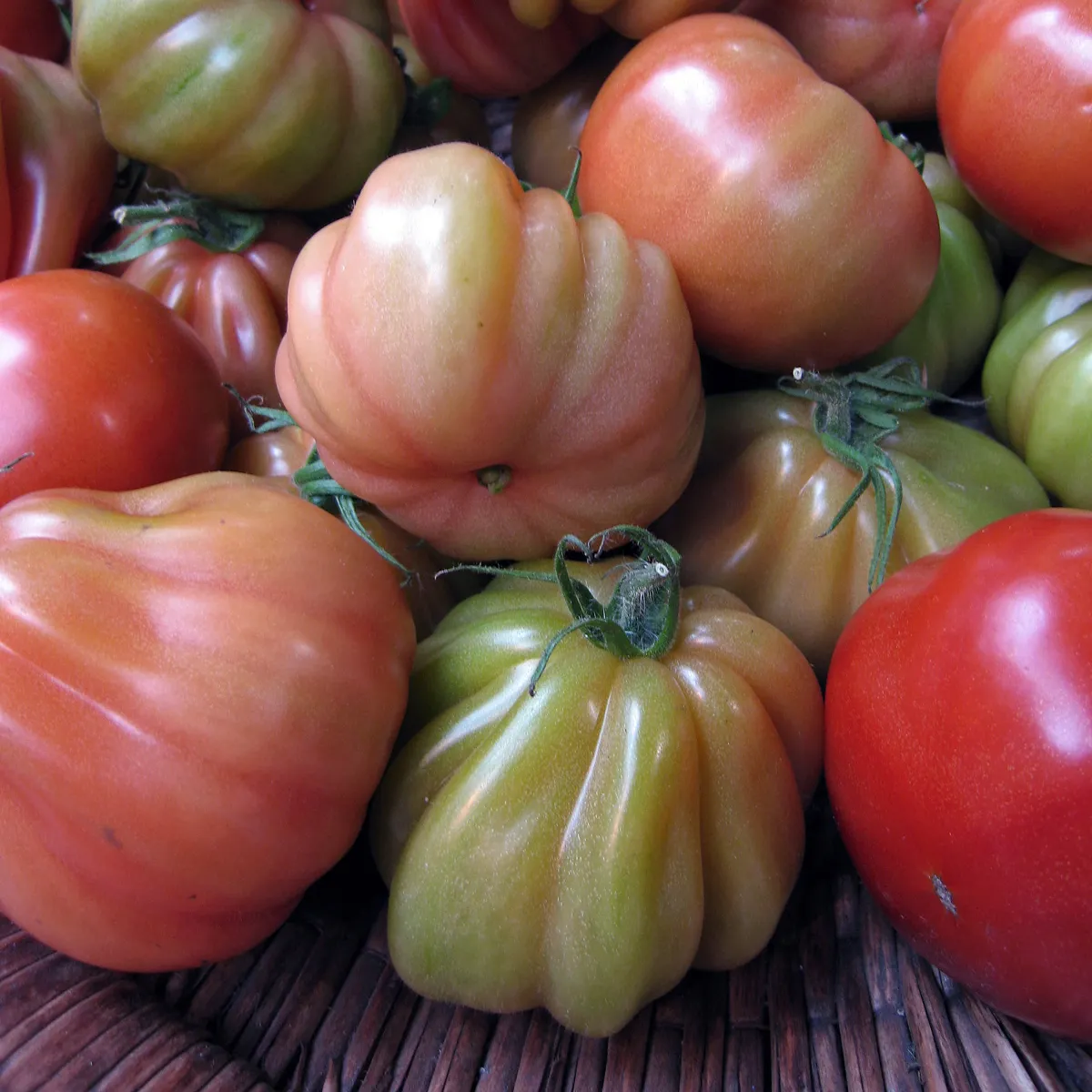 Italienische Ochsenherz-Tomate 'Cuore di bue' (Solanum lycopersicum) Bio Saatgut