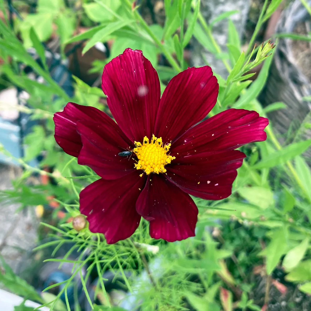 Karmesinrotes Schmuckkörbchen 'Sensation Dazzler' (Cosmos bipinnatus) Samen