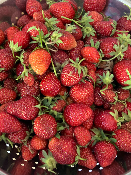 Frisch gepflückte Erdbeeren in einem Sieb