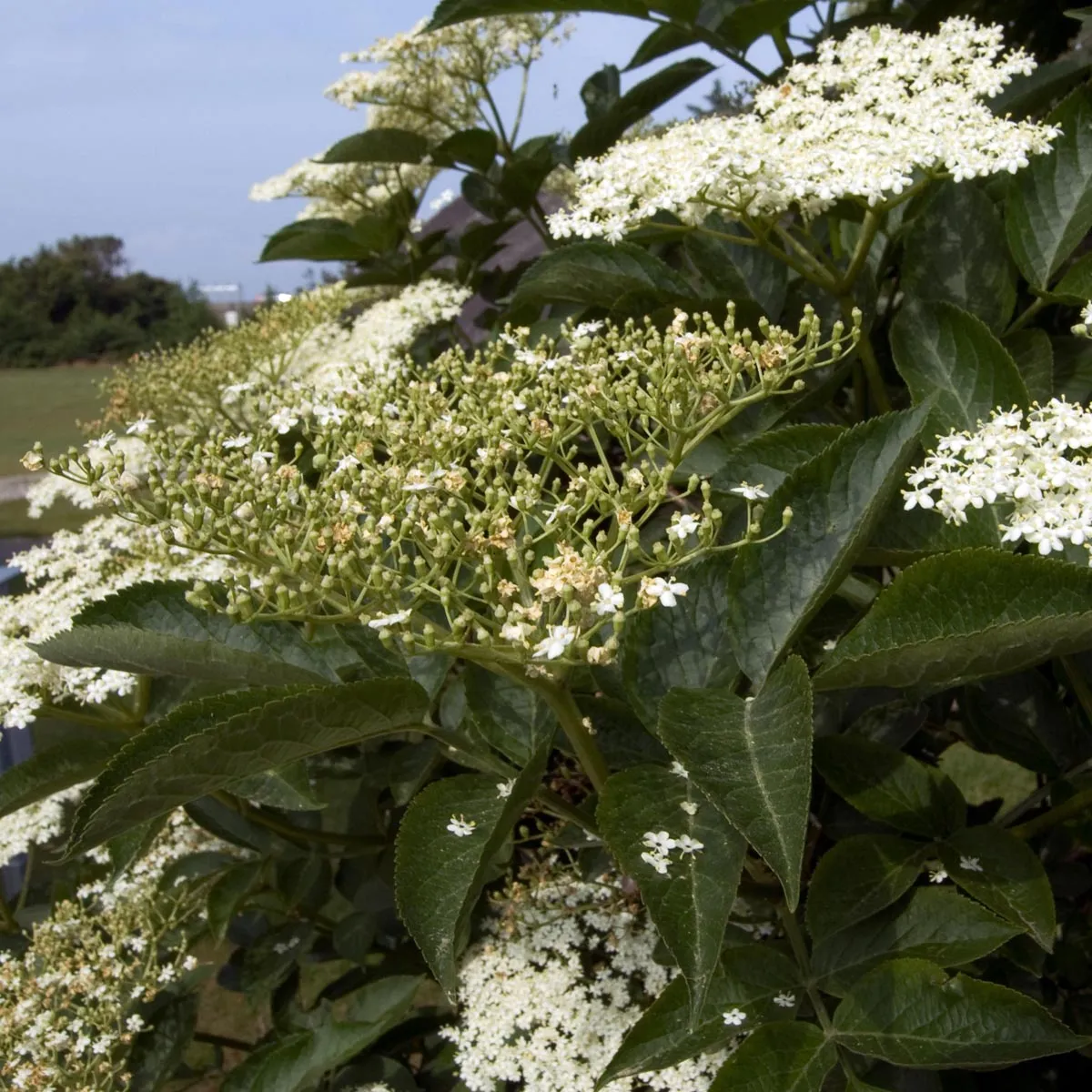 Schwarzer Holunder (Sambucus nigra) Samen